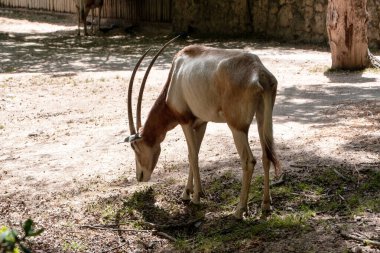 Hayvanat bahçesindeki antilop portresi. Antilop ceylanı.