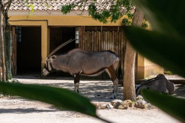 Hayvanat bahçesinde Gemsbok (Tragelaphus strepsiceros)