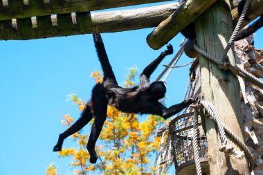 Beyaz yanaklı örümcek maymun 