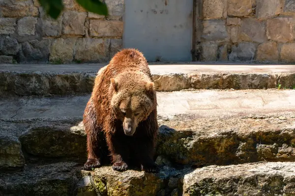 Hayvanat bahçesindeki kahverengi ayı. Doğadan vahşi yaşam sahnesi. Büyük kahverengi ayı. 