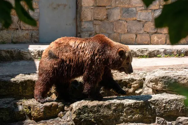 stock image Brown bear (Ursus arctos) in the zoo