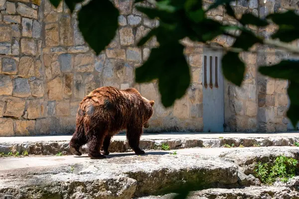 Boz ayı (Ursus arctos) Hayvanat Bahçesi 