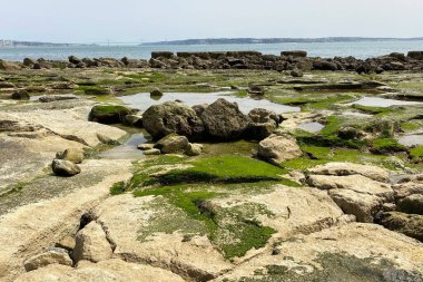 Yeşil yosunlu Atlantik Okyanusu 'nun kayalık kıyıları. Britanya, Fransa