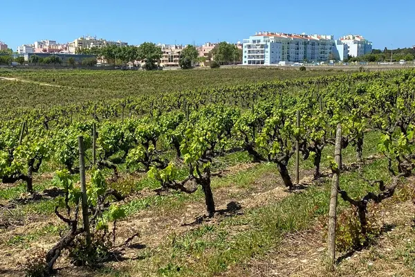 Burgos şehrindeki üzüm bağları, Castilla y Leon, İspanya