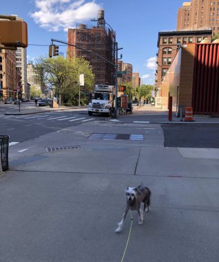 New York sokaklarında köpek.