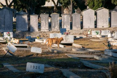 Abandoned Cat at a Cemetery  clipart