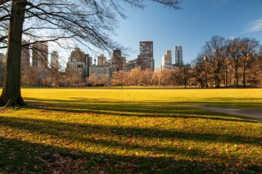 Central Park, New York, Manhattan, ABD 'de çimenler güneş ışığıyla doldu.