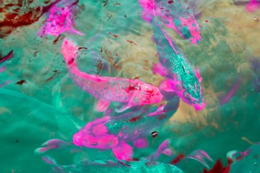 Gölette renkli koi balığı, fotoğrafa yakın çekim.