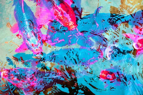 Gölette renkli koi balığı. Renkli balıklar.