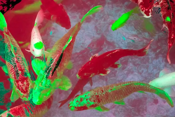 Gölette yüzen renkli balıklar. Soyut arkaplan ve doku.