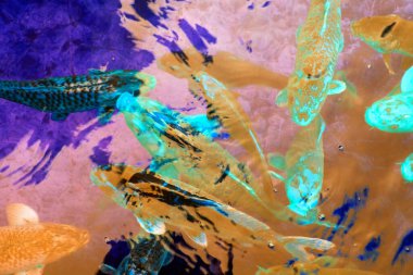 Gölette koi balığı. Gölette güzel renkli balıklar.