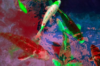 Bahçedeki gölde yüzen renkli Koi balığı..