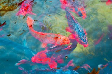 Bahçedeki gölde yüzen renkli Koi balığı..