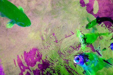 Bahçedeki gölde yüzen renkli Koi balığı..