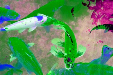 Bahçedeki gölde yüzen renkli Koi balığı..