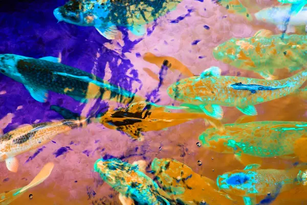 Gölette yüzen renkli balıklar. Soyut arkaplan ve doku.