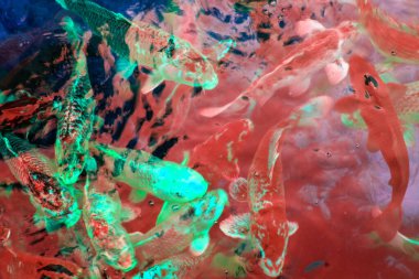 Bahçedeki gölde yüzen renkli Koi balığı..