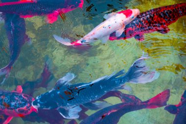 Bahçedeki gölde yüzen renkli Koi balığı..