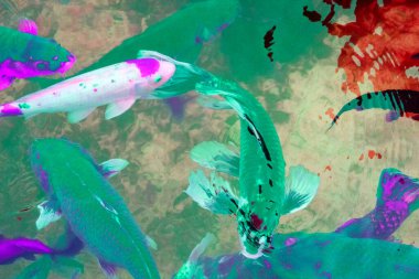 Gölette renkli koi balığı, fotoğrafa yakın çekim.