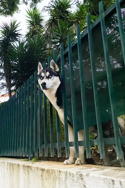 Parktaki çitin üzerinde duran Sibirya köpeği.
