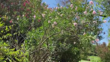 Bir şehir parkında çiçek açan ağaçlar ve yemyeşil çalılar.