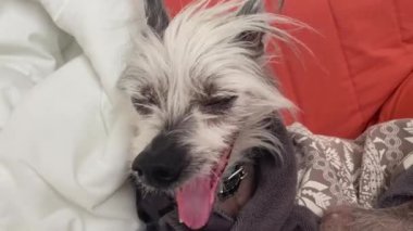 Çin armalı köpek esniyor.