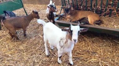 Samanlı şirin keçiler