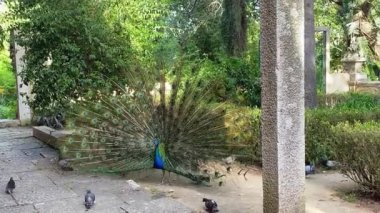 Portekiz 'in şehir parkı Lizbon' da bir tavus kuşu görülebilir.