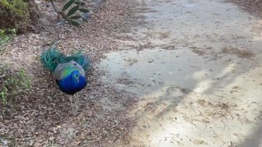 Lizbon, Portekiz şehir parkında bir tavus kuşu bulundu.