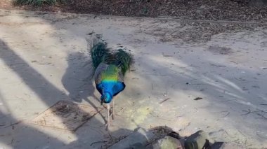 Lizbon, Portekiz 'de bir şehir parkında tavuskuşu.