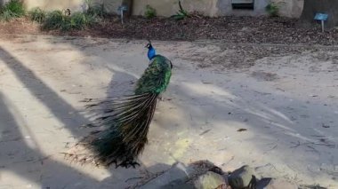 Lizbon, Portekiz 'deki bir şehir parkında bir tavus kuşu.