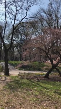 Manhattan, New York, ABD 'deki Central Park' ın panoramik manzarası
