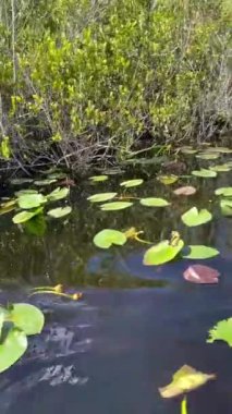 Nehirdeki bir bataklık teknesinden, Everglades Ulusal Parkı 'nın, Miami, Florida, ABD' nin manzarasını izliyoruz.