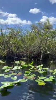 Everglades Ulusal Parkı, Miami, Florida 'daki bir nehirde yüzen bir bataklık teknesinin perspektifi