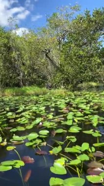 Miami, Florida, ABD 'de bataklık teknesine binerken Everglades Ulusal Parkı' nı gözlemliyorum.