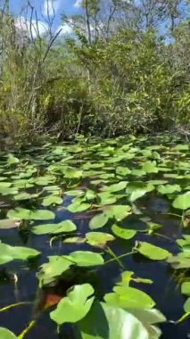 Everglades Ulusal Parkı 'ndaki bir bataklık teknesinden bir nehir manzarası, Miami, Florida, ABD
