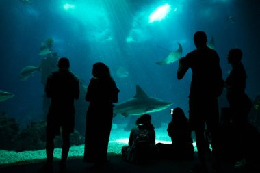 Lisbon 'da bir akvaryumda köpekbalığını izleyen bir grup insanın silueti. Portekiz