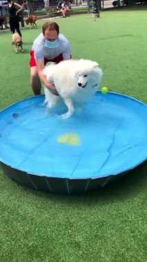 ABD 'nin Hoboken kentindeki köpek parkında insanlar köpekleriyle oynuyorlar.