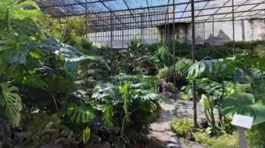 Lizbon 'un botanik inzivasında yeşeren yeşillik