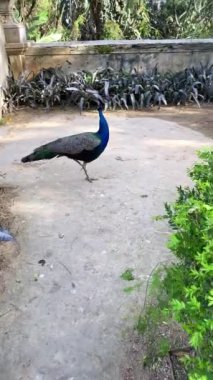 Lizbon, Portekiz 'de yemyeşil bir şehir parkında egzotik tavus kuşu