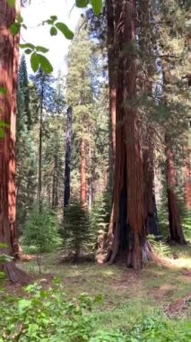 Kaliforniya 'nın Sequoia Ulusal Parkı' ndaki Yaban Hayatı Manzarası 'nda Yüksek Sequoias