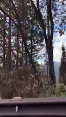 Kaliforniya dağlarının ve vahşi yaşamın doğal manzarası..