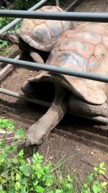 Dev kaplumbağalar ot yer.