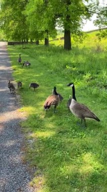 New York parkındaki çimlerde Kanada kazları