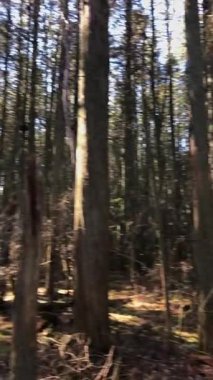 Doğal ortamdaki Kaliforniya ormanları ve vahşi yaşam manzarası.