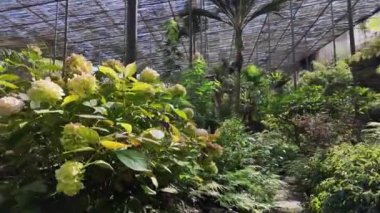 Lisbons özünde kentsel botanik sığınağı.