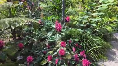 Lisbons şehir bahçesini süsleyen lüks bitkiler.