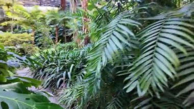 Lisbons Botanik Bahçesi Tropikal bitki örtüsüyle dolu.