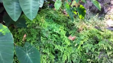 Lizbon 'un şehir bahçesinde yoğun tropikal bitkiler.