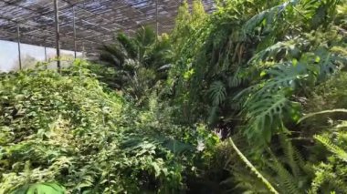 Lizbon 'un yemyeşil kaçışı yemyeşil yapraklarla dolu.